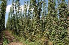 Hopfen_3.JPG